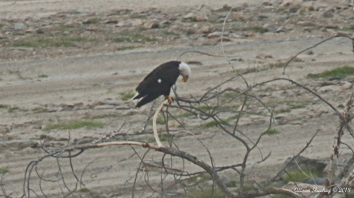 Bald Eagle - ML108153181