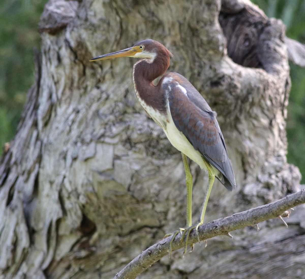 Tricolored Heron - ML108154881