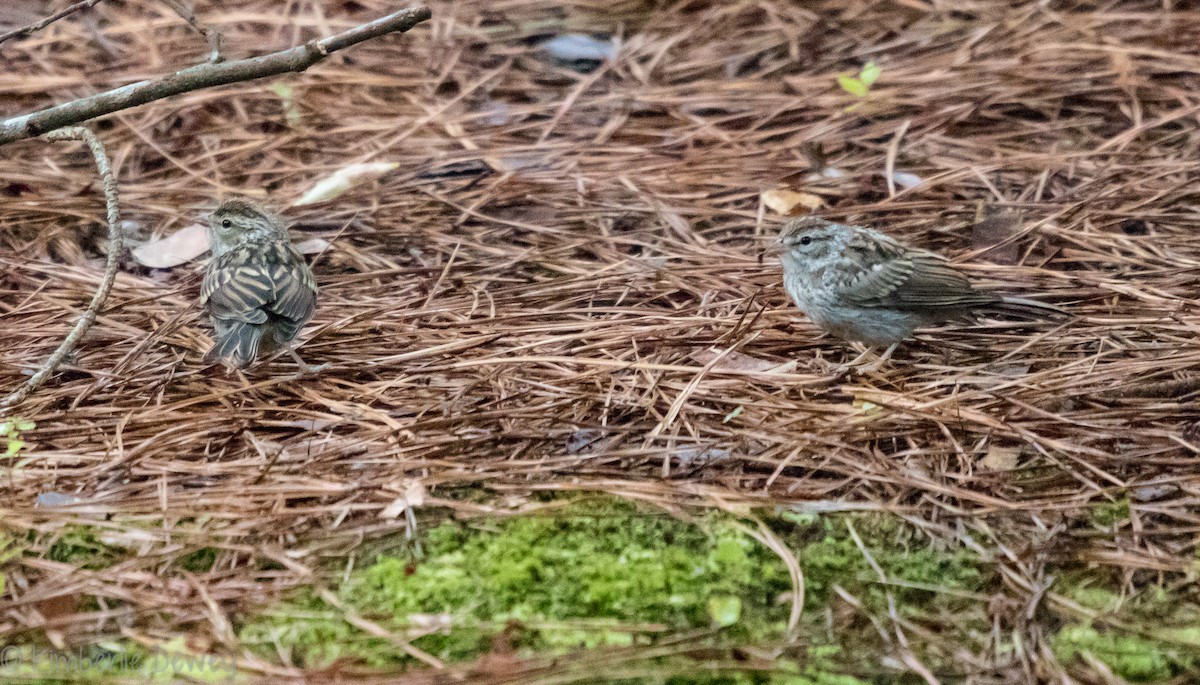 Chipping Sparrow - ML108155761