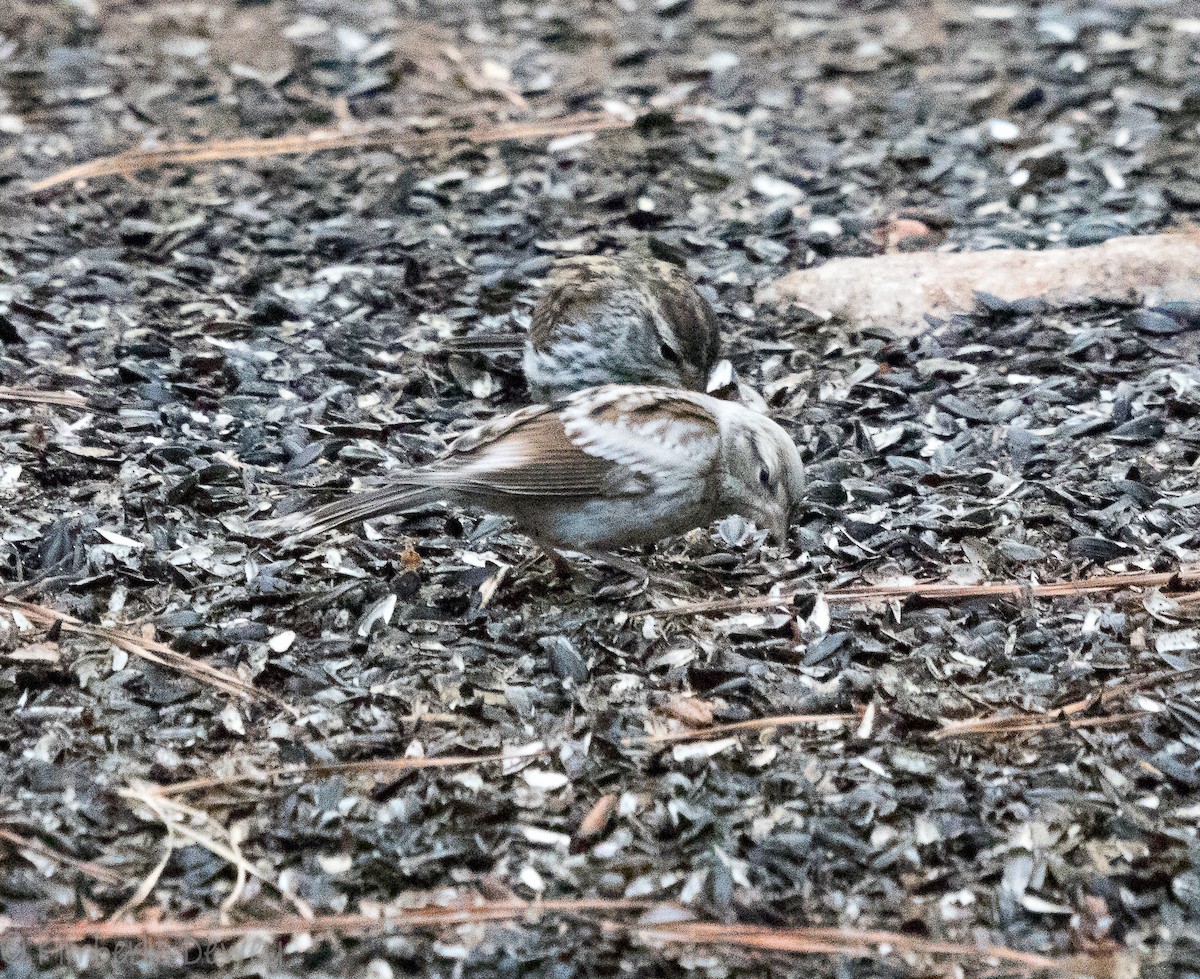 Chipping Sparrow - ML108155791