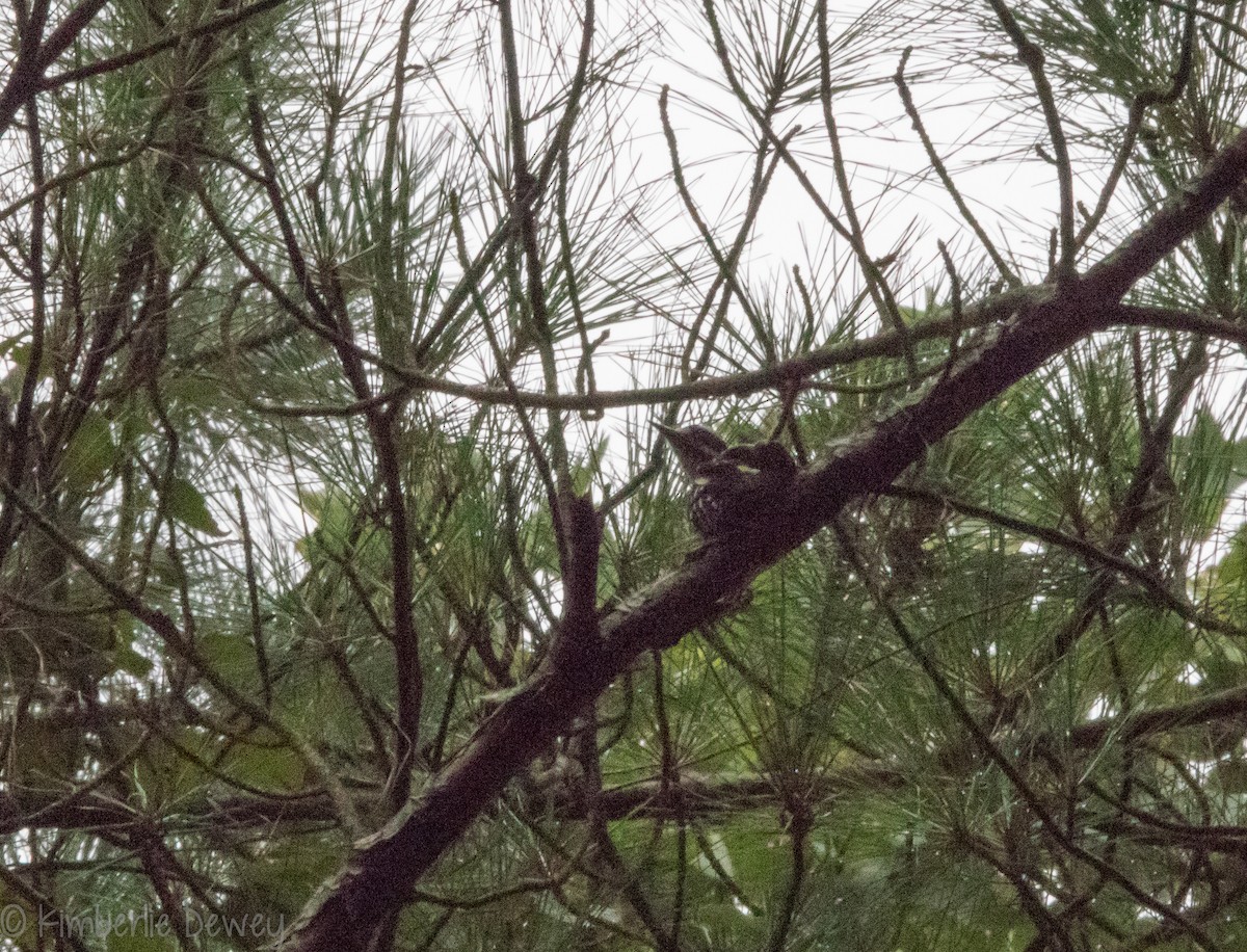 Hairy Woodpecker - Kimberlie Dewey