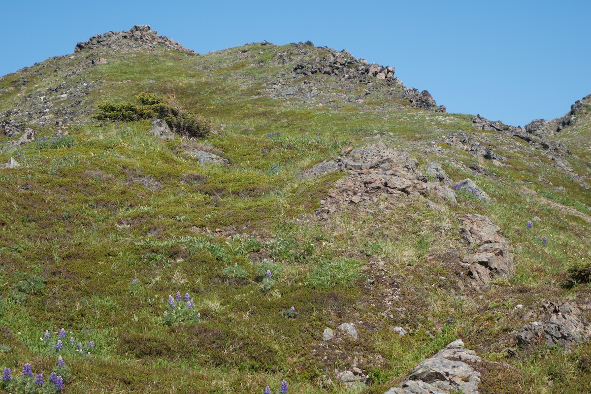 Rock Ptarmigan - ML108156521