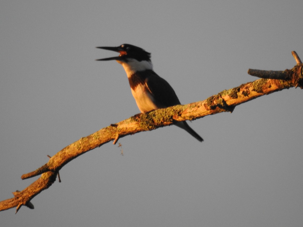 Belted Kingfisher - Mary McKitrick