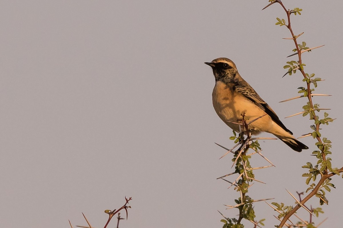 wheatear sp. - ML108157041