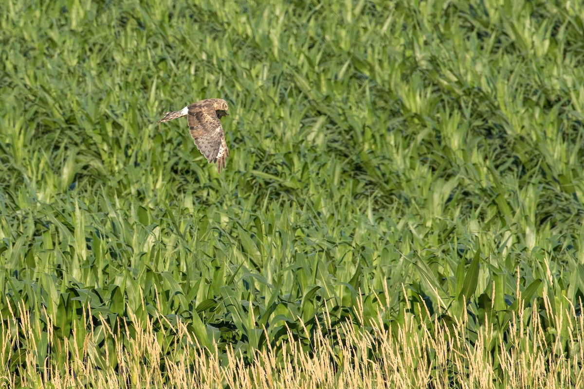 Northern Harrier - ML108158061