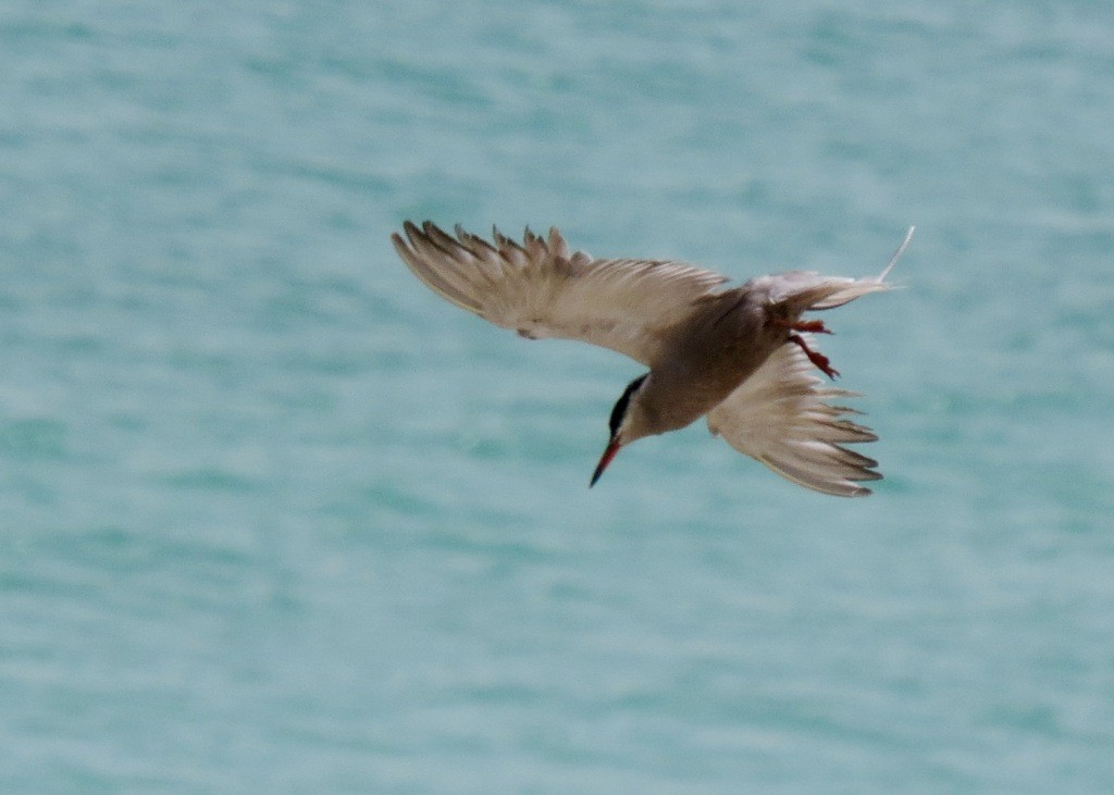 White-cheeked Tern - Mark Smiles