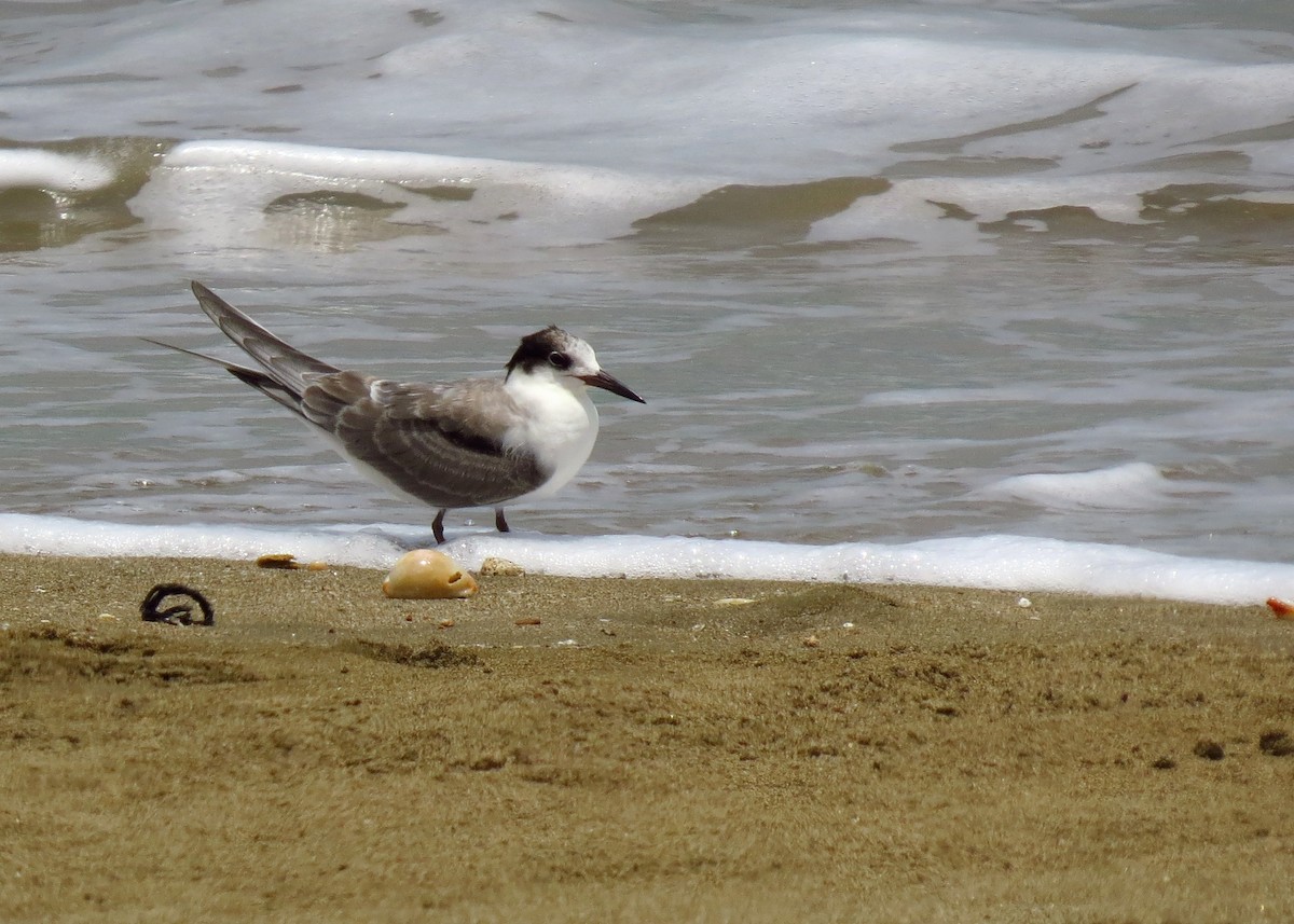 White-cheeked Tern - ML108159181