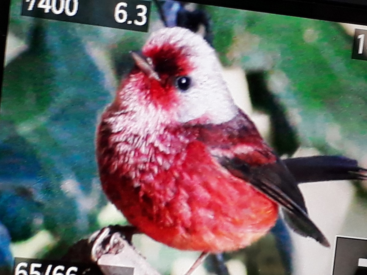 Pink-headed Warbler - Pablo Chumil Birding Guatemala
