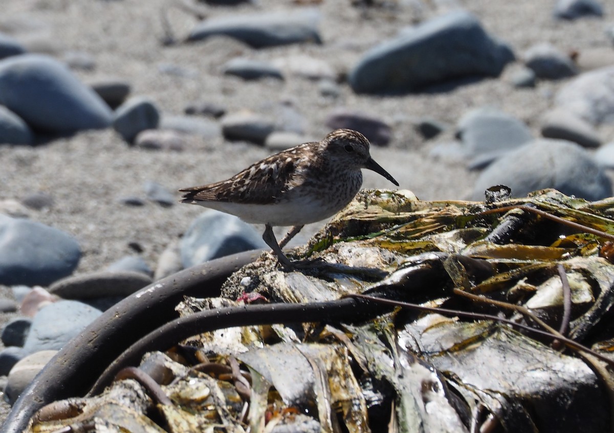 Least Sandpiper - ML108161111