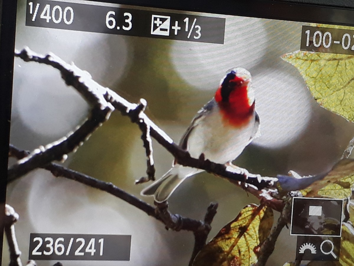Red-faced Warbler - ML108161391