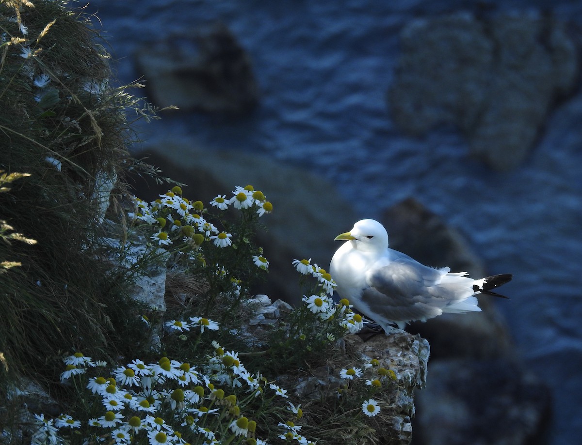 Mouette tridactyle - ML108161481