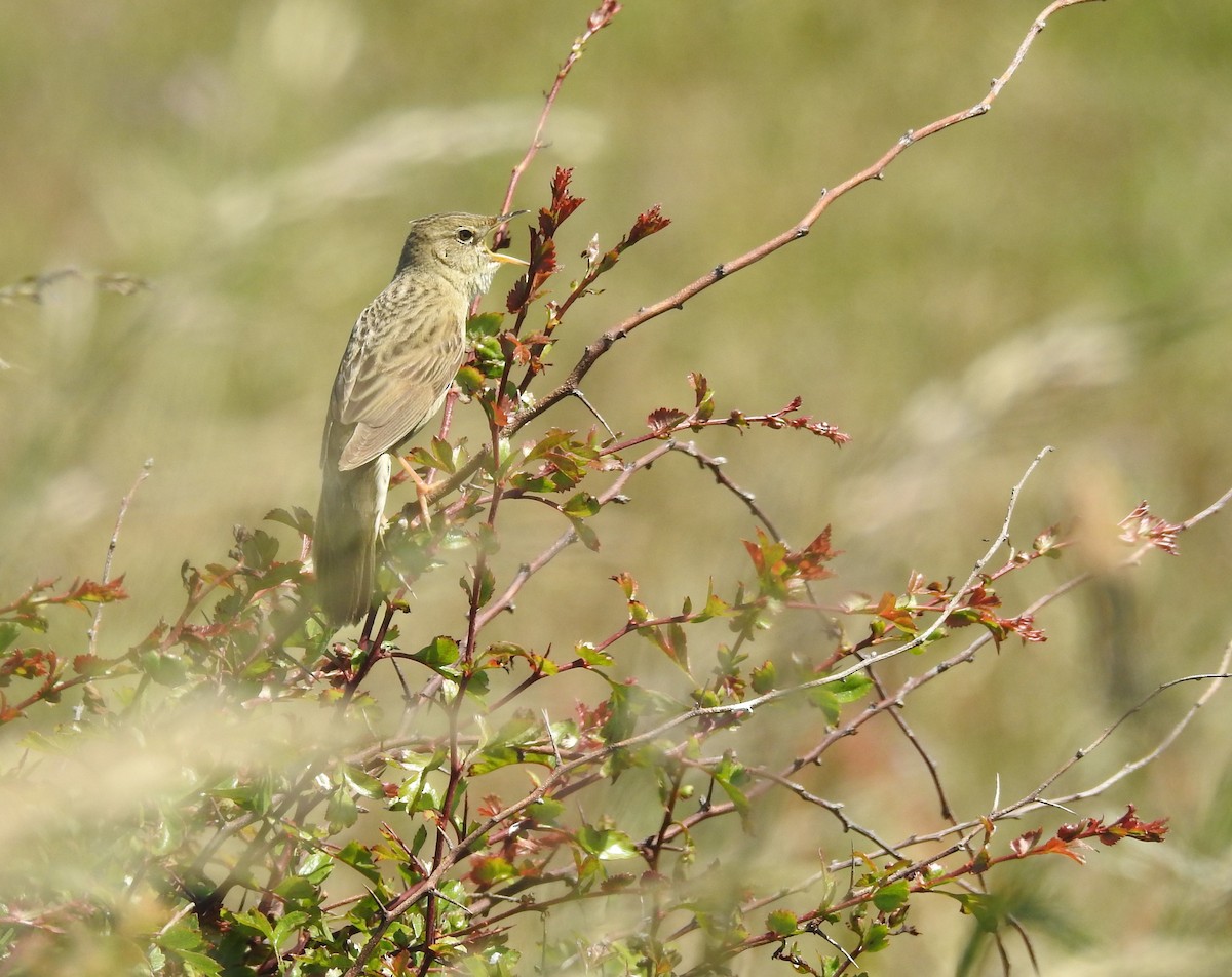 Common Grasshopper Warbler - ML108161711