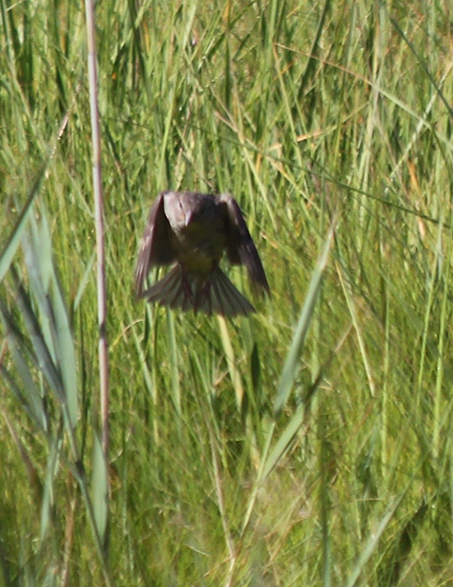 House Sparrow - ML108162071