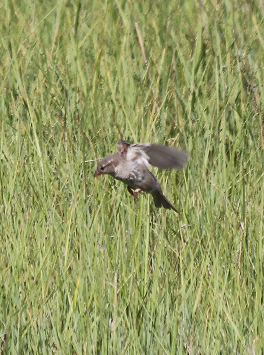 House Sparrow - ML108162091