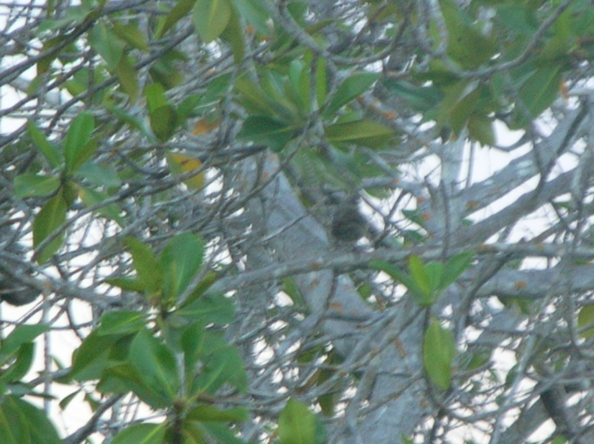 mangrovespurv - ML108165761