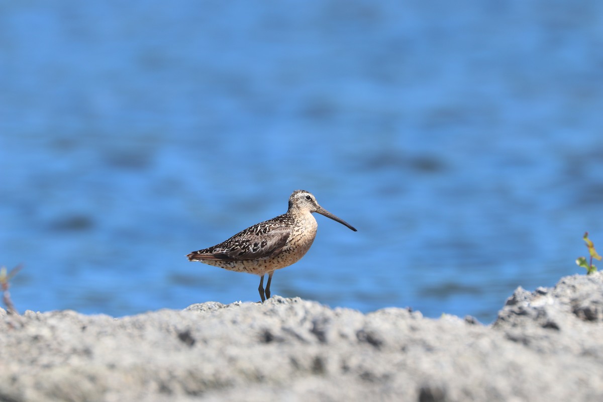 Short-billed Dowitcher - ML108166891