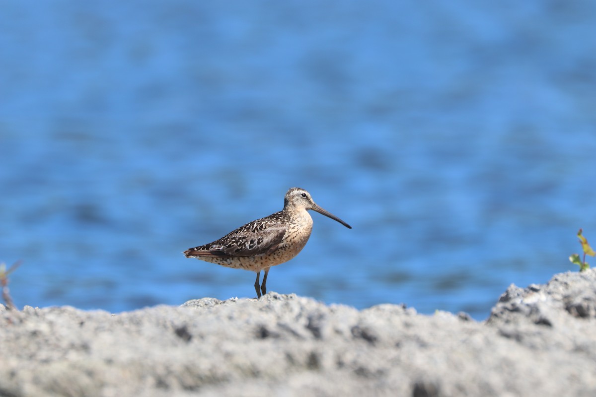 Short-billed Dowitcher - ML108166921