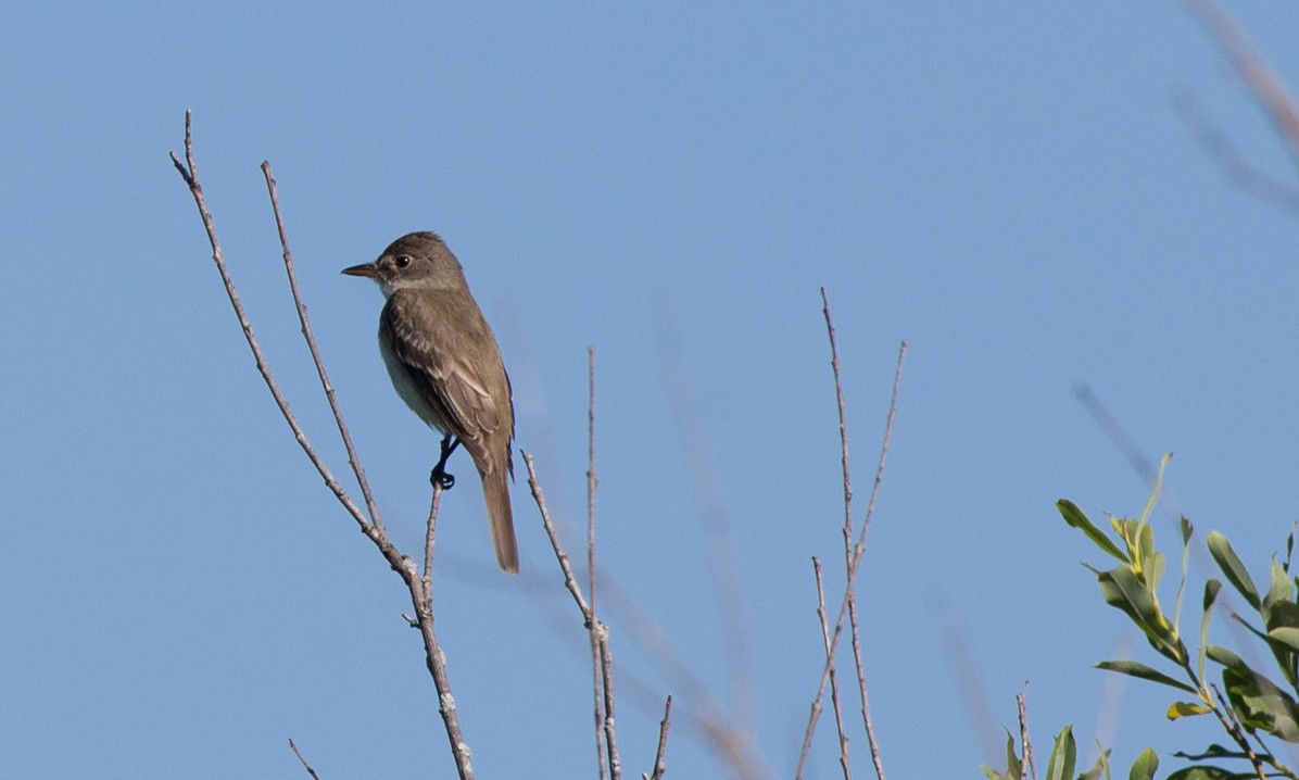 Willow Flycatcher - ML108168591