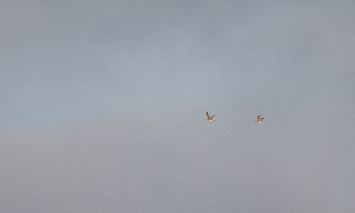 Whimbrel (Hudsonian) - Chris Wood