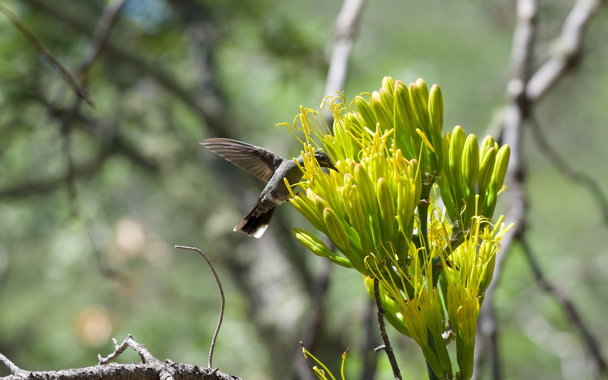 kolibřík blankytohrdlý - ML108171651