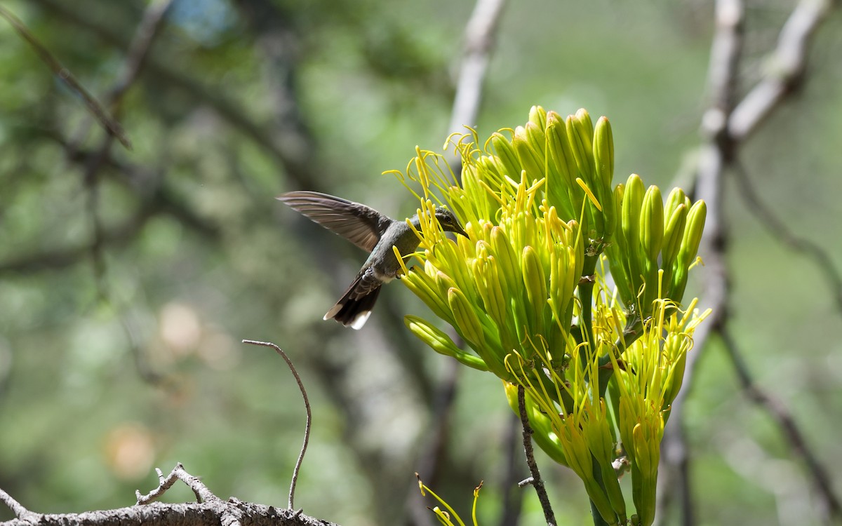 Colibri à gorge bleue - ML108171651