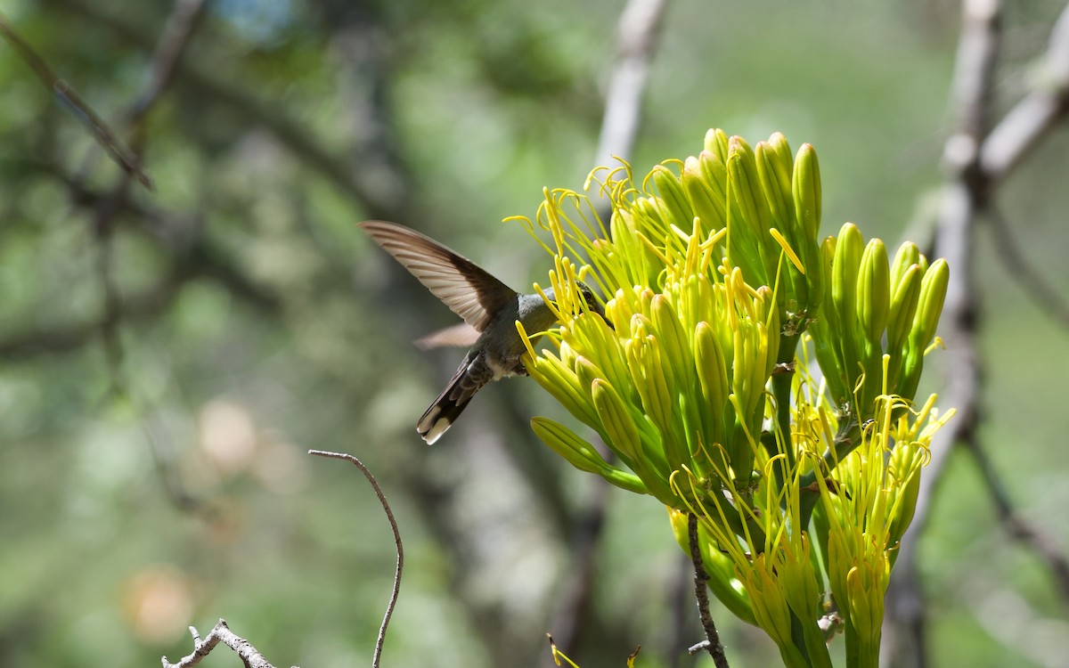 Colibri à gorge bleue - ML108171711