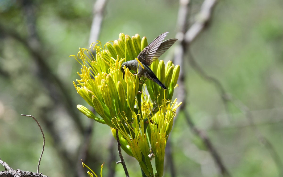 Colibri à gorge bleue - ML108171751