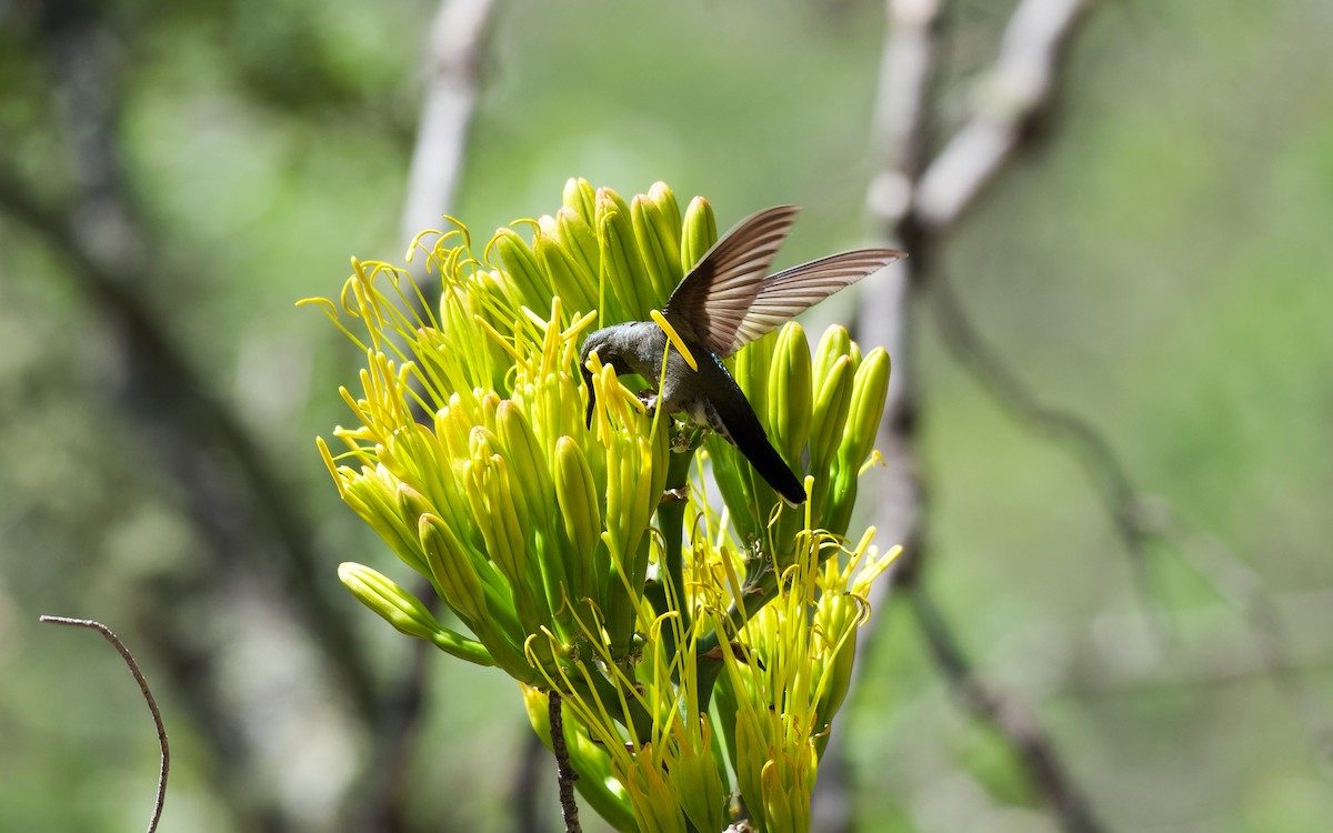 kolibřík blankytohrdlý - ML108171791