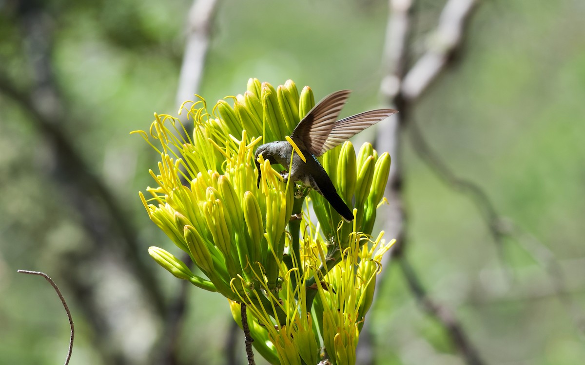 Colibri à gorge bleue - ML108171791