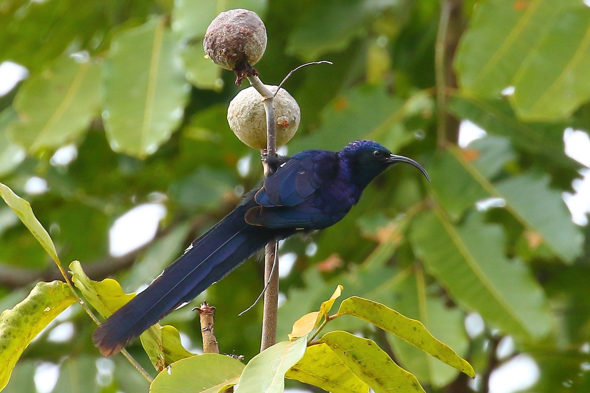 Common Scimitarbill - ML108172471