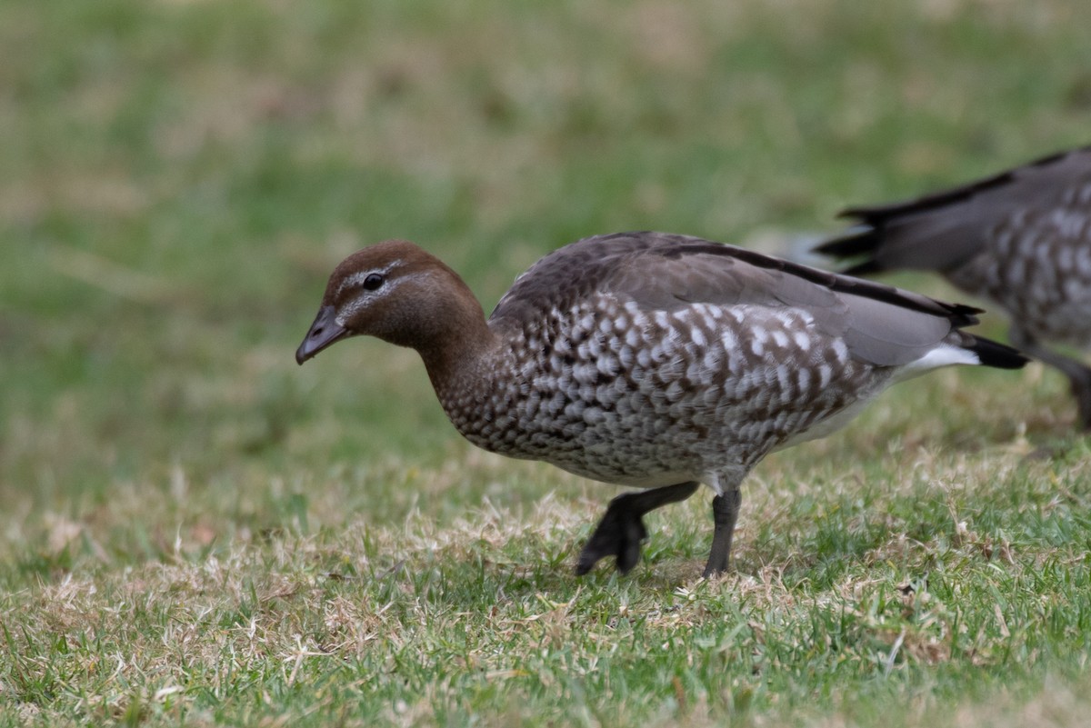 Maned Duck - ML108172961