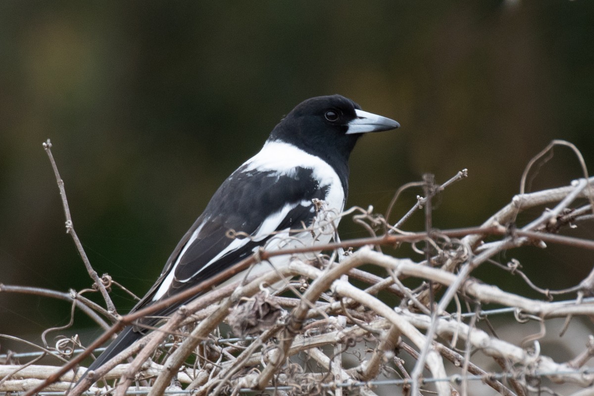 Pied Butcherbird - ML108173091