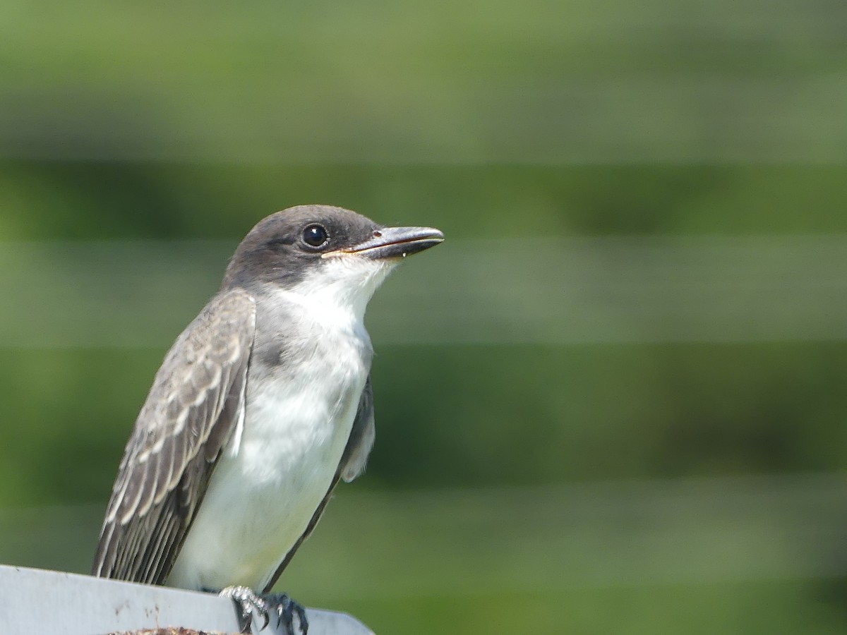 Eastern Kingbird - ML108173941