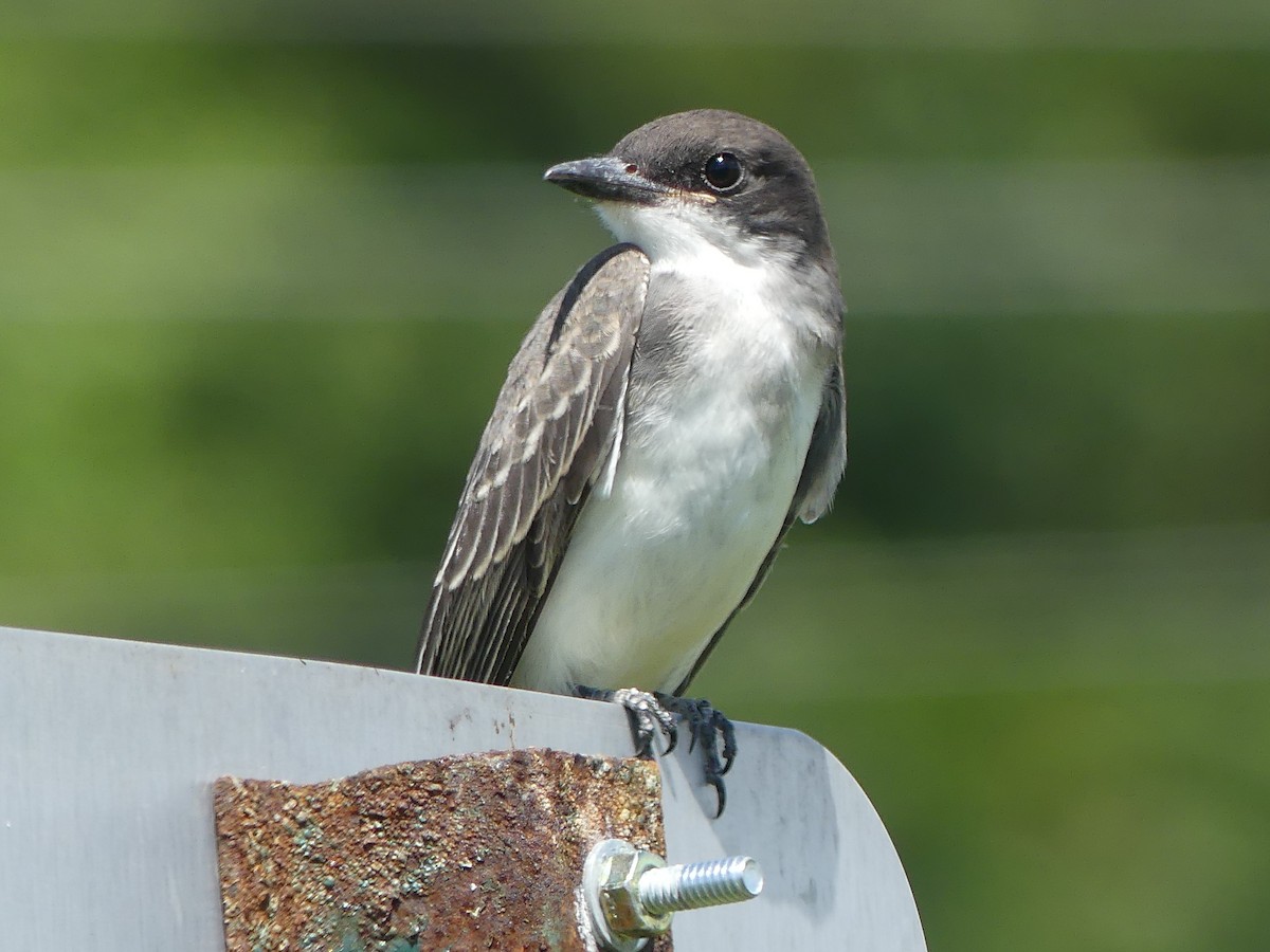 Eastern Kingbird - ML108173971