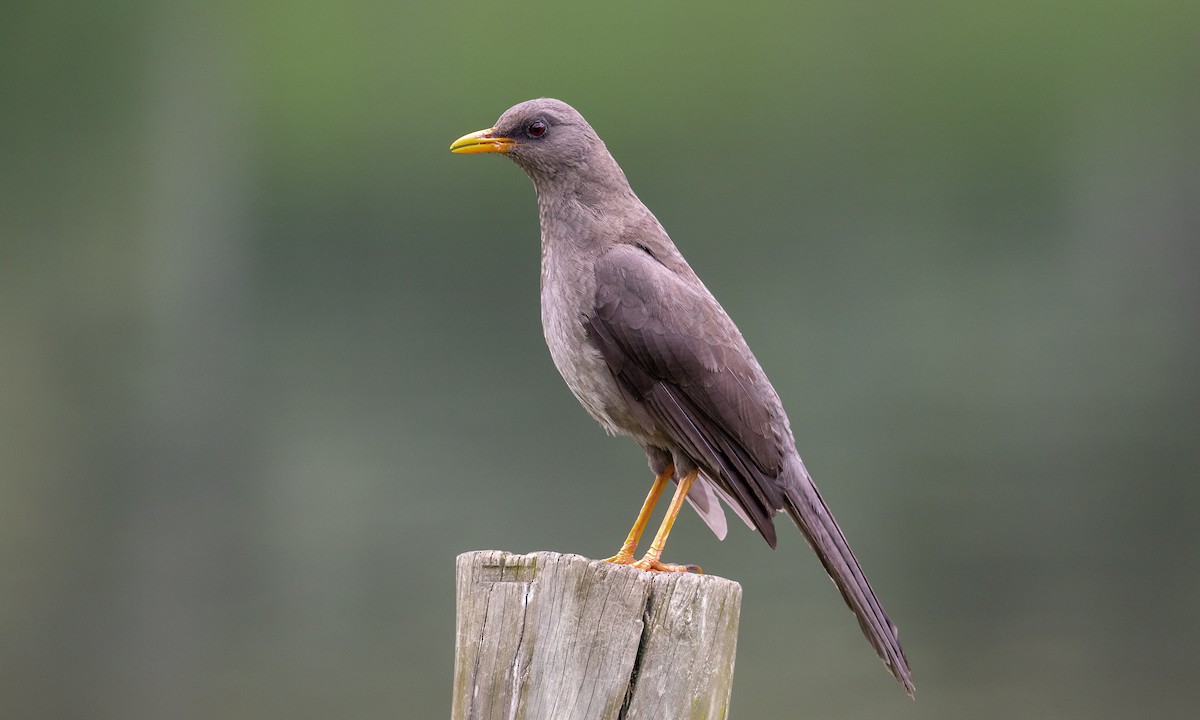 Great Thrush - ML108176371