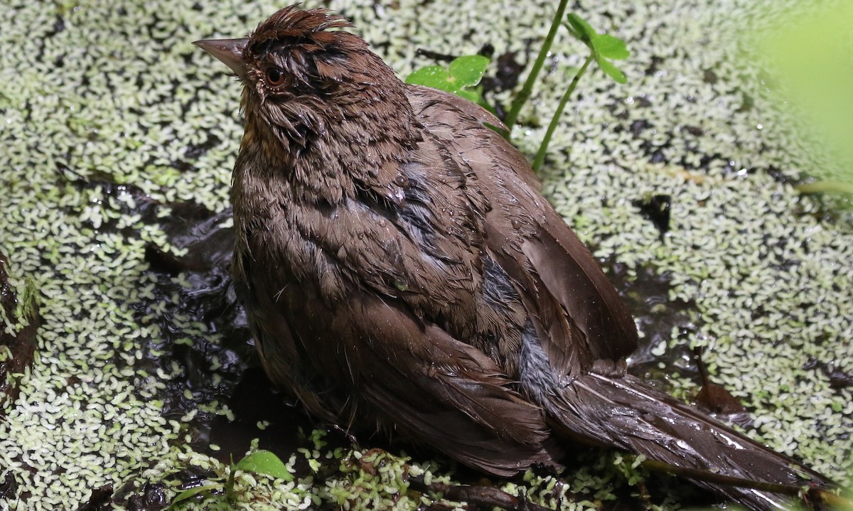 California Towhee - ML108177561