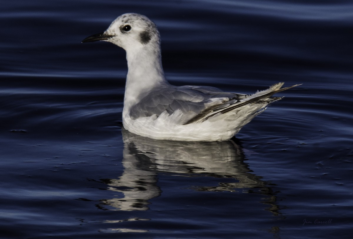 Mouette de Bonaparte - ML108178111