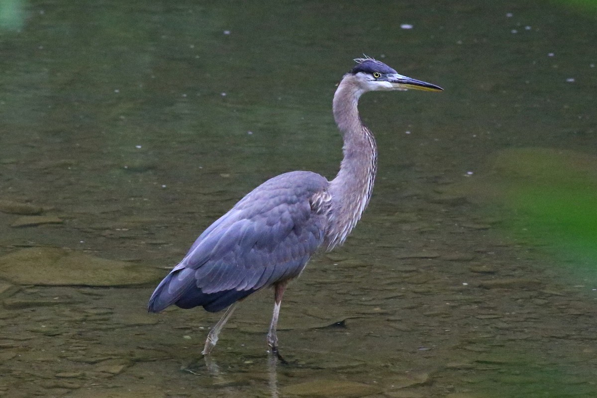 Garza Azulada - ML108179331