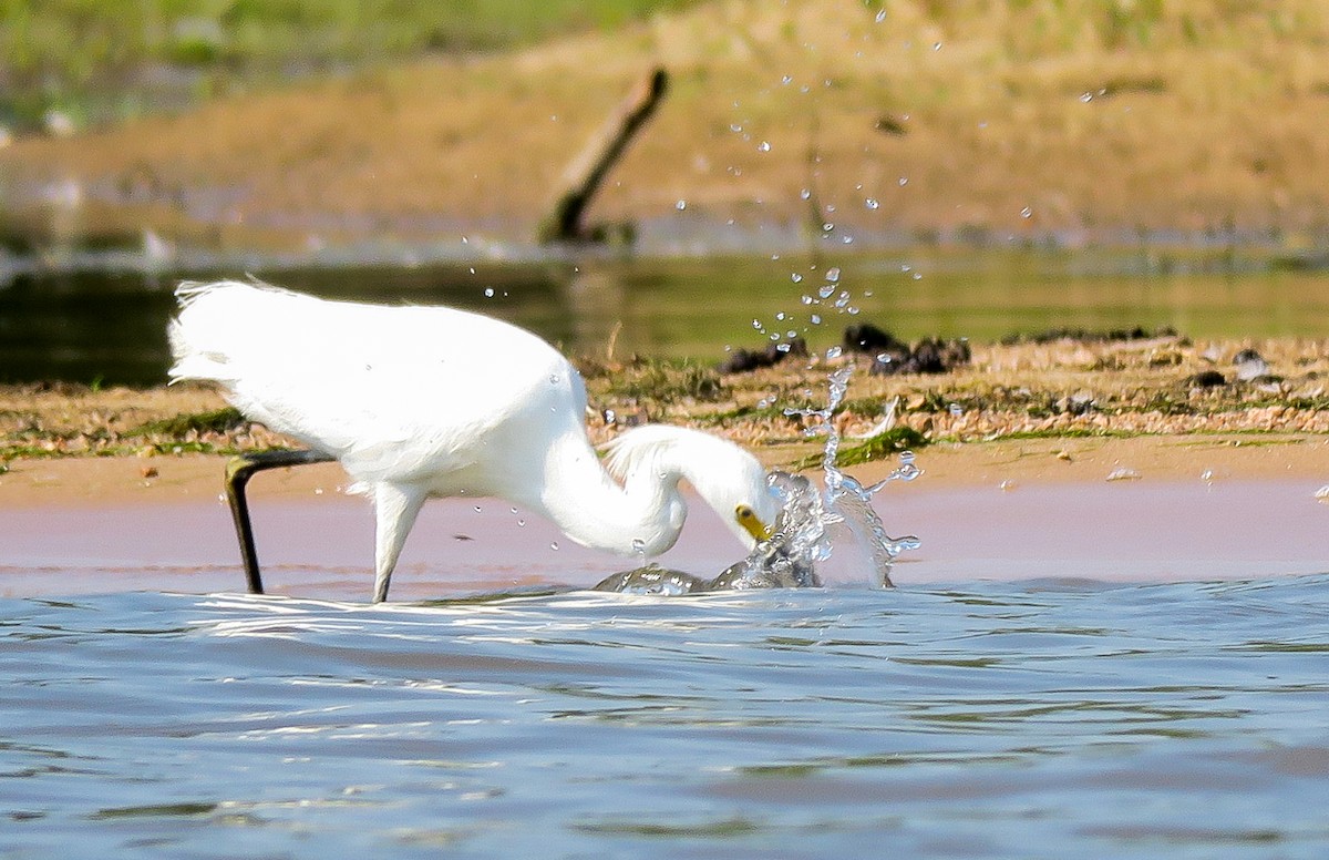 Snowy Egret - ML108180051