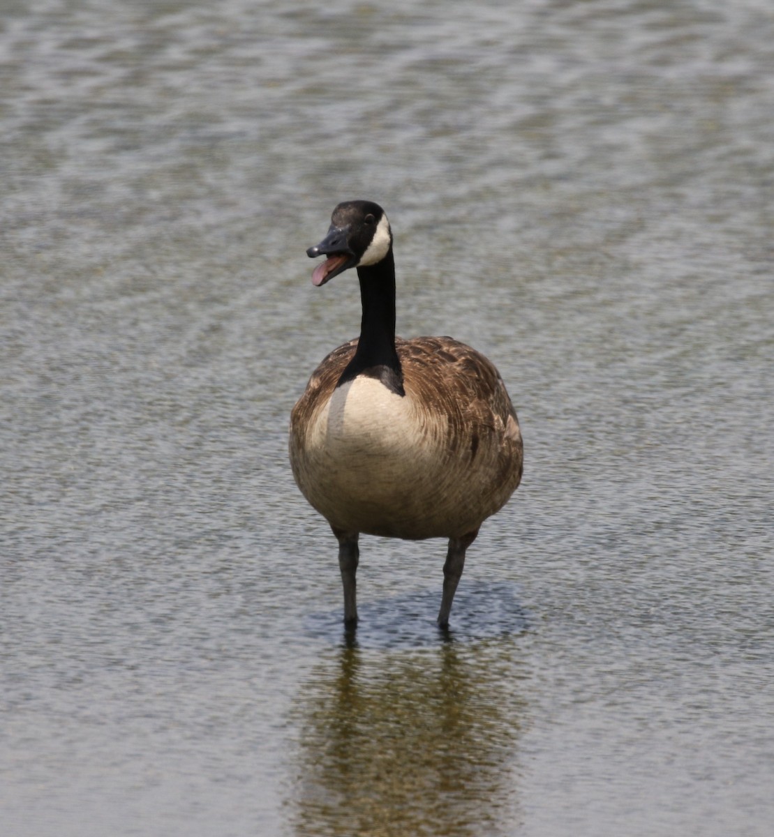 Canada Goose - Bruce  Purdy