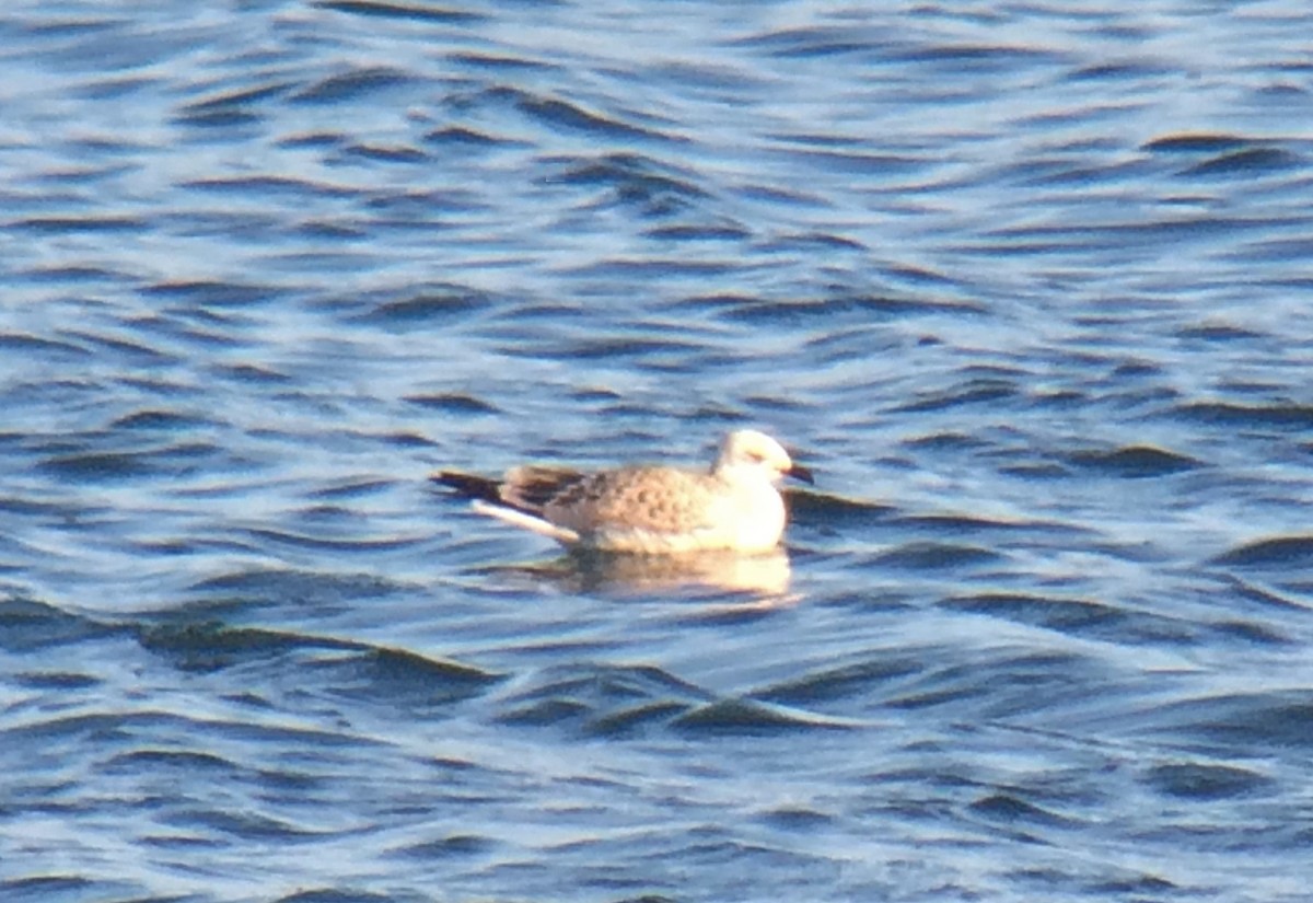 Mediterranean Gull - ML108183361