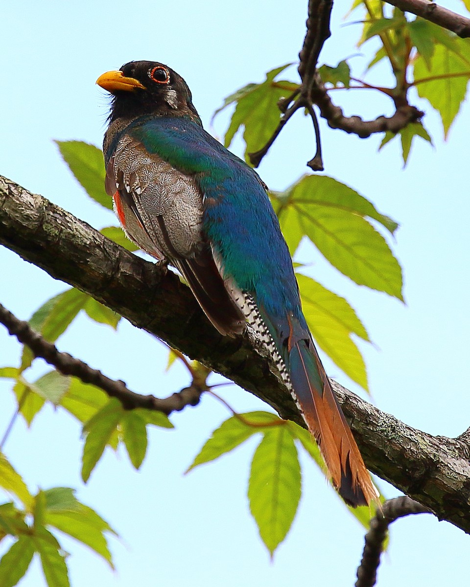 trogon krásný - ML108183821