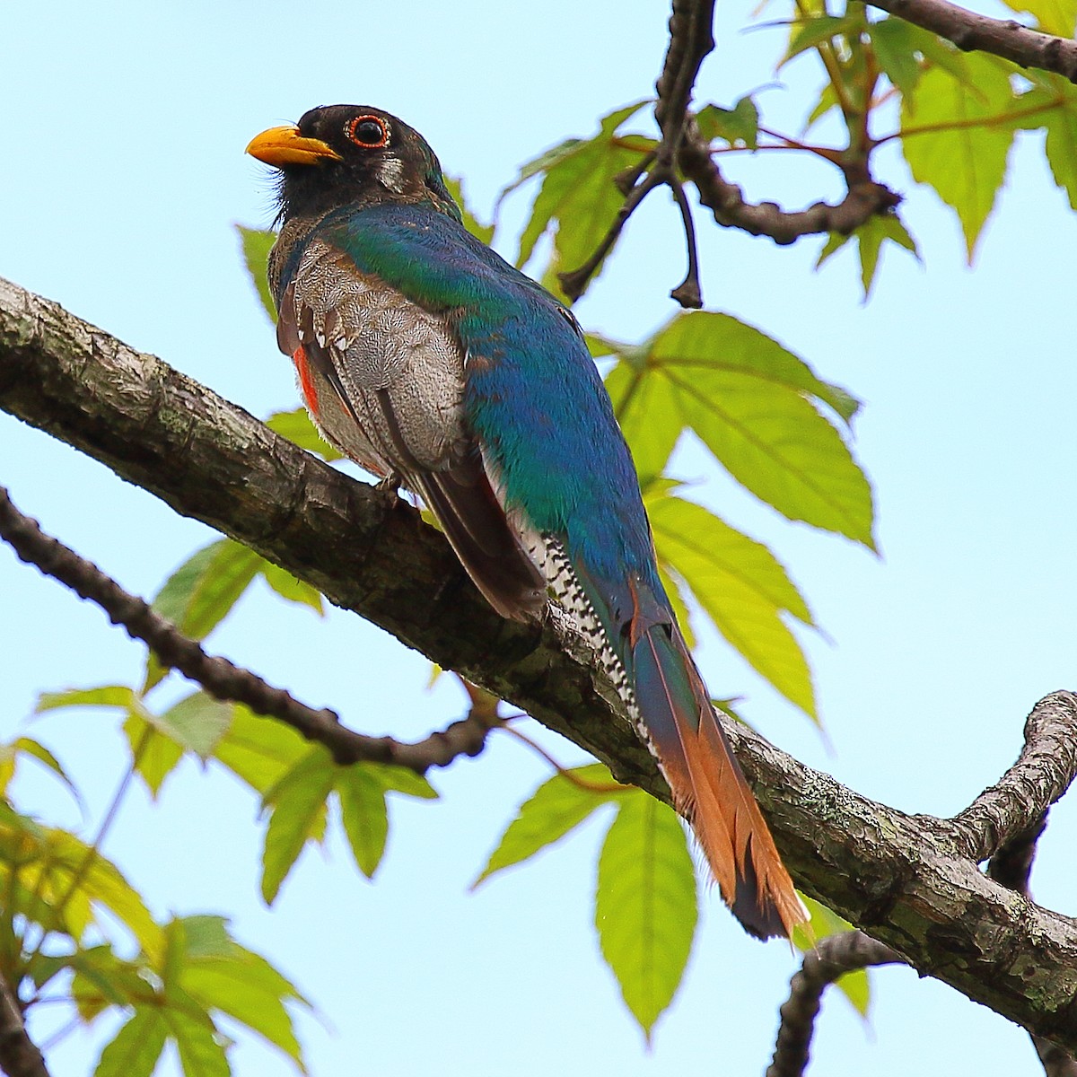 Elegant Trogon - ML108183831