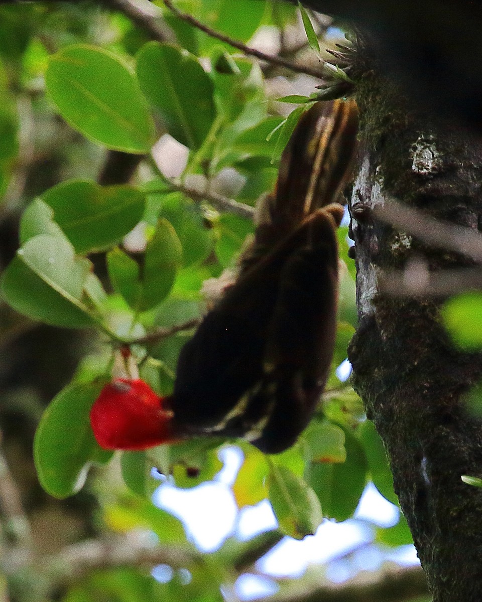 Pale-billed Woodpecker - ML108184101