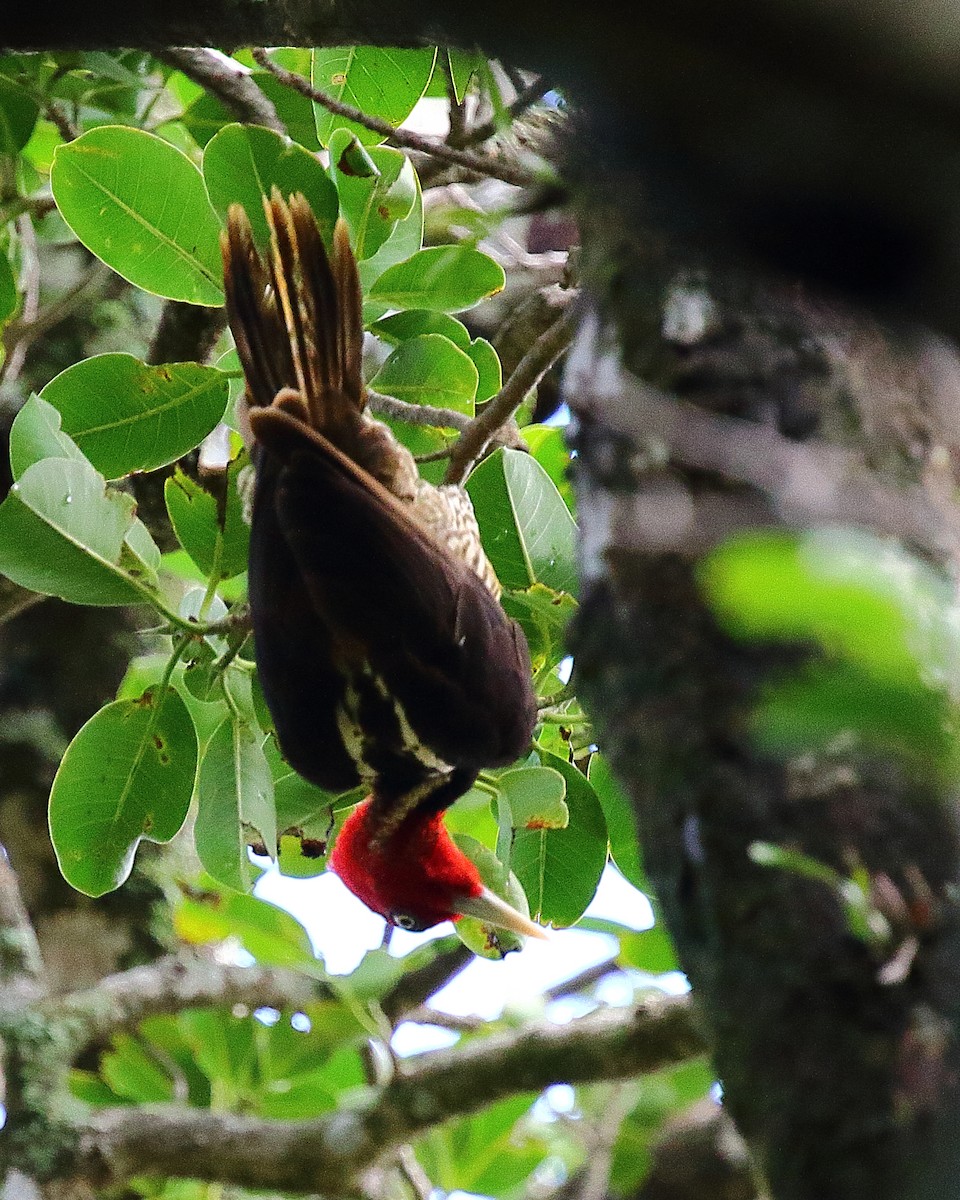 Pale-billed Woodpecker - ML108184111