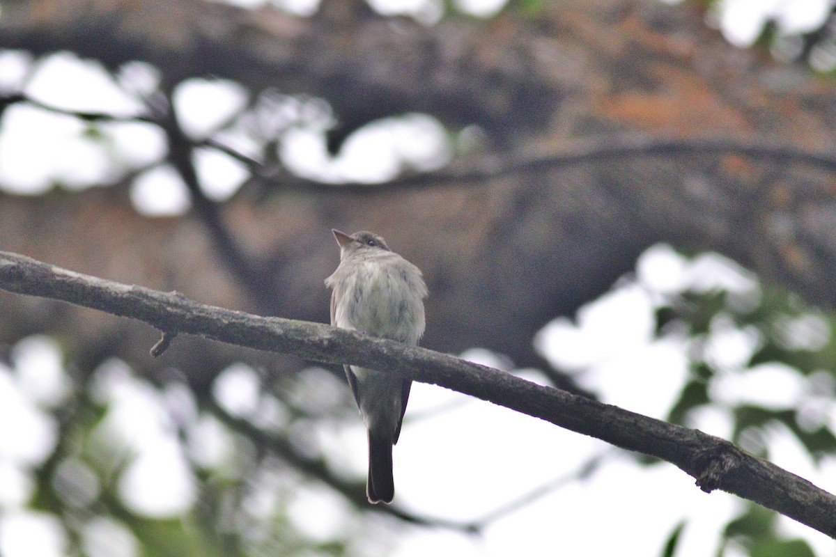 Eastern Wood-Pewee - ML108185411