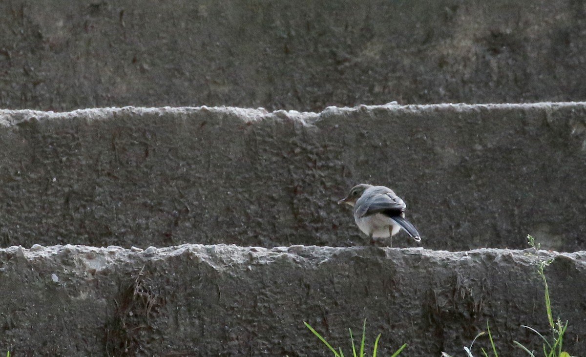 White Wagtail (White-faced) - ML108185761