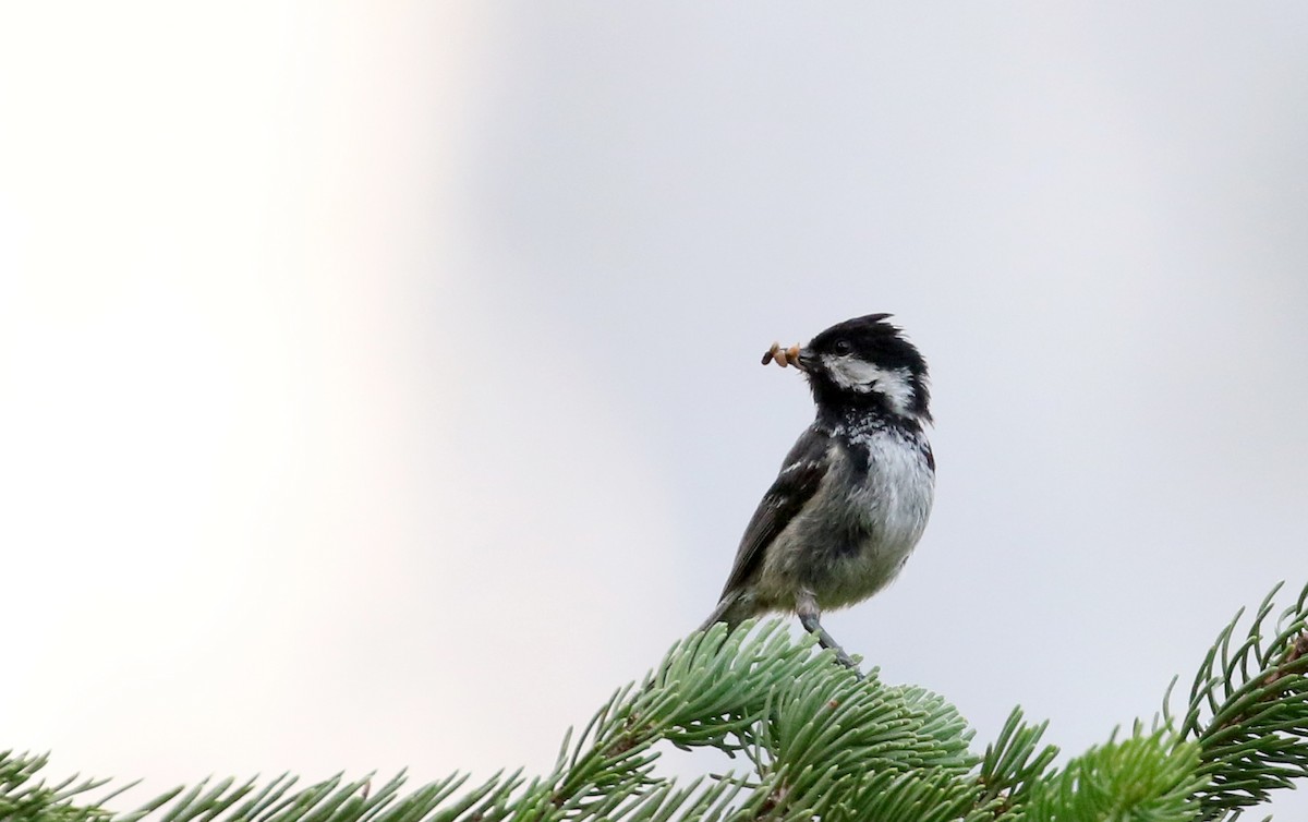 Coal Tit (Continental) - ML108186071