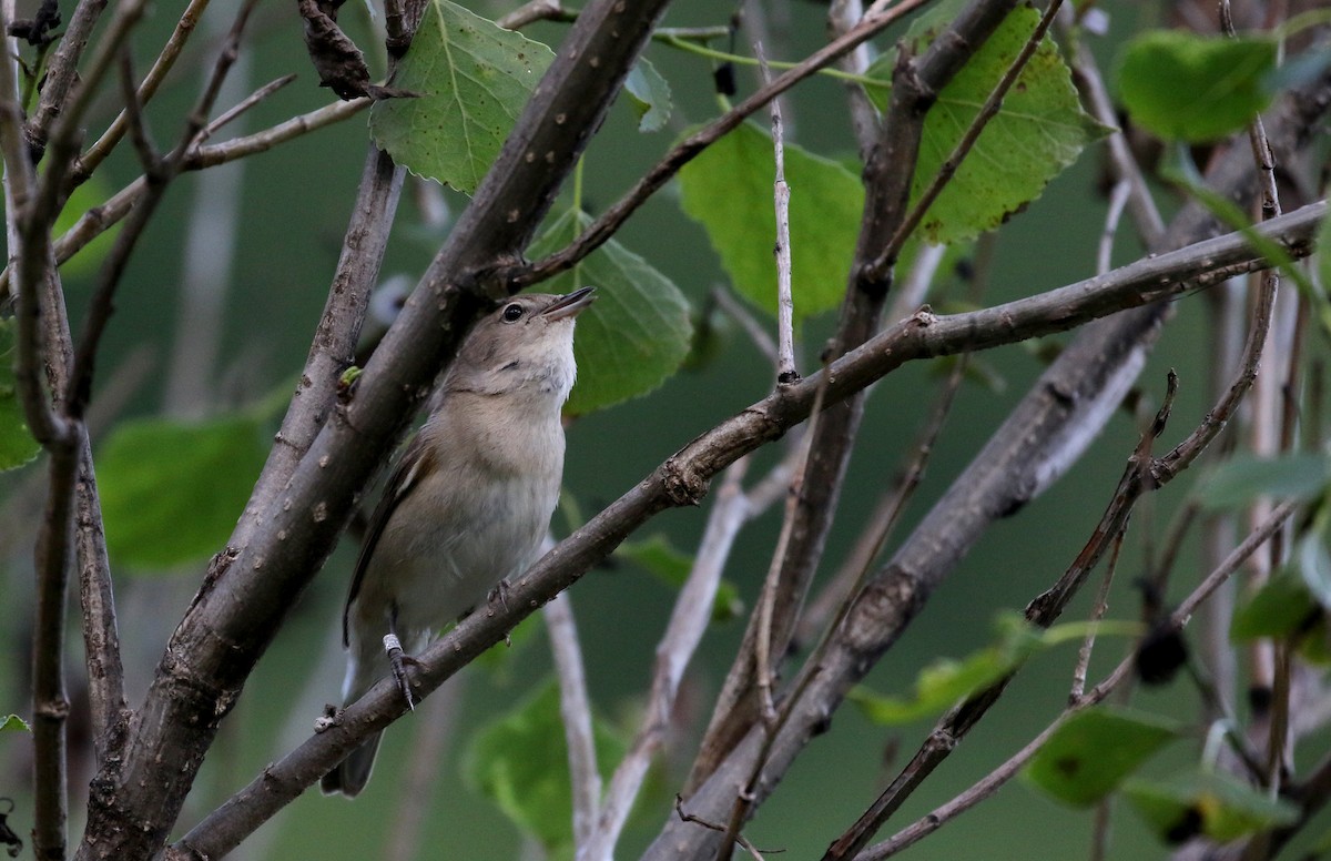 Garden Warbler - ML108186431