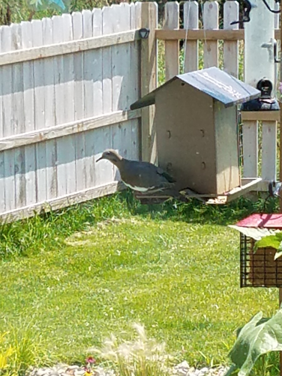 White-winged Dove - ML108187011